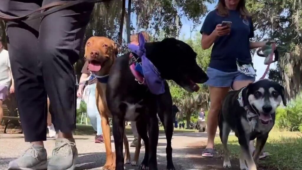 Paws for Peace Walk Unites Orlando Community for a Cause
