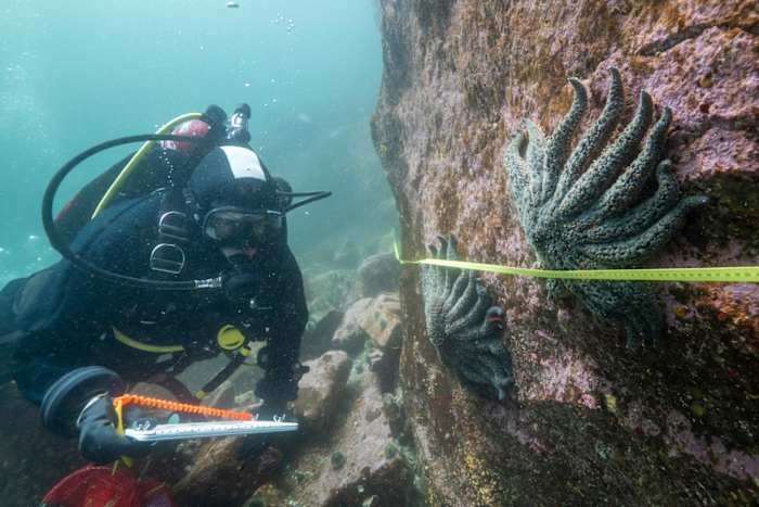 Scientists Uncover Cause Behind Massive Sea Star Die-Off