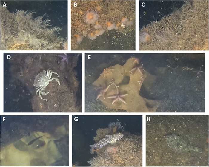 Marine Life Thrives on WWII Bombs: A Surprising Baltic Sea Discovery