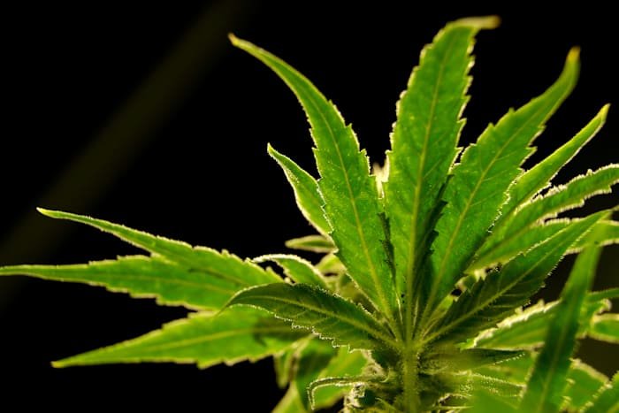 Marijuana-Based Drug Shows Promise in Easing Back Pain