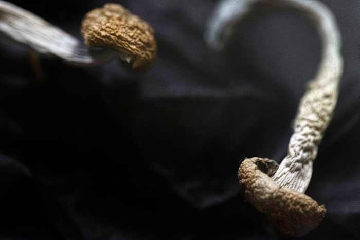 Exploring Psychedelic Therapy: Mushrooms in Modern Healing